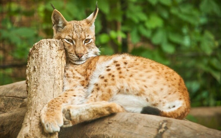 Odkryj NAJ w Czechach: 10 NAJ ogrodów zoologicznych + 4 sekretne wskazówki
