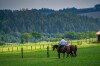Koně, Ranch Jestřebice, Heřmaničky, střední Čechy