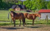 Koně, Ranch Jestřebice, Heřmaničky, střední Čechy