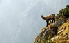 Nízké Tatry jsou útočištěm spousty divokých zvířat