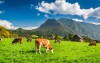 Pastviny v rakouských Alpách, Hochkar, Rakousko