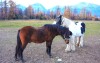 Koně v mini ZOO, Vila Horec ***, Gerlachov, Slovensko