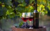 Juhomoravské víno je liek, tešte se na degustáciu