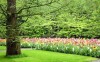 Amsterdam a kvetinový park Keukenhof: poznávací, jarný zájazd na 4 dni