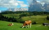 Jarný pobyt v Rakúskych Alpách v českom, rodinnom penzióne s polpenziou