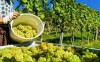 Užijte si Jižní Moravu se vším všudy, především pak s kvalitním vínem