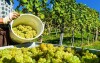 Preskúmajte preslávené moravské vinice