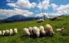 Při turistice v Tatrách narazíte na pasoucí se stáda ovcí