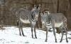 Brněnská Zoo stojí za návštěvu