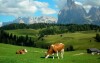 V Alpách budete v blízkém kontaktu s přírodou