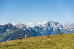 Krávy na pastvině, Chalets & Glamping Nassfeld by ALPS RESORTS, Kötschach, Rakousko