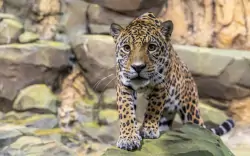 Zoo Berlin, Berlin, Németország
