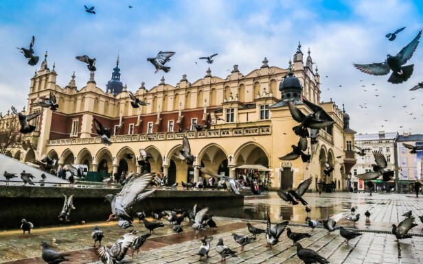 Krakovští holuby jsou jedním ze symbolů tohoto města