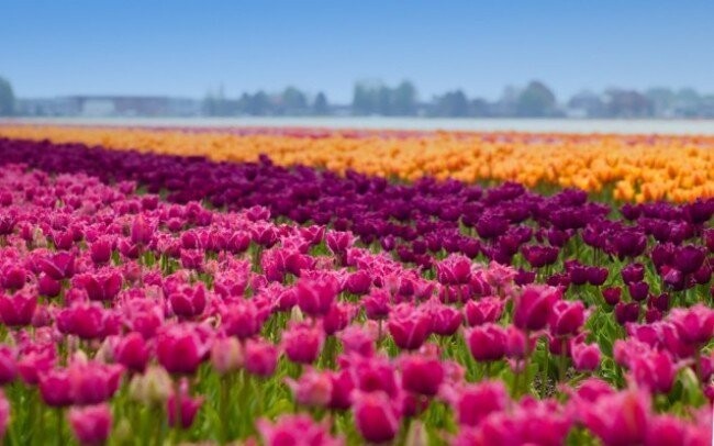 Amsterdam a výstava kvetov Keukenhof - poznávací, jarný zájazd na 4 dni