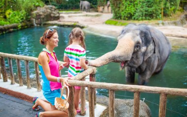 Blízko penzionu najdete Zoo Dvůr Králové