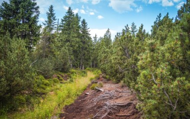 Božídarské rašeliniště, Krušné hory