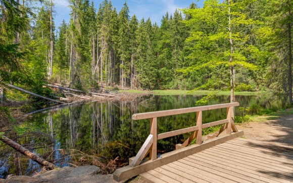 Boubínský prales, Šumava