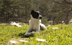 Dovolená na Slovensku se psem
