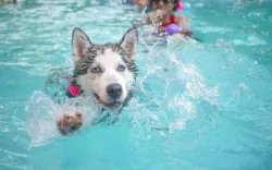 Dovolenka v Taliansku so psom
