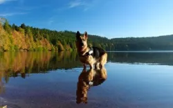 Dovolená u vody se psem