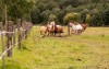 Lovak, Ranch Orel ***, Česká Ves, Jeseníky