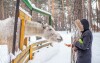 V blízkosti penziónu sa nachádza ZOO Dvůr Králové