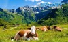 Kochejte se krásnou přírodou Alp