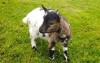 Děti si mohou pohladit ovce a kozy v místním ZOO Parku