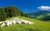Stádo ovcí, salaš, Malá Fatra, Slovensko
