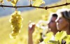 Užijte si vinařský pobyt na Slovácku ve Vinárně u Tesařů