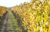 Vinice, Podluží, vinársky pobyt na južnej Morave