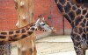 Pokud budete cestovat s dětmi, nevynechte libereckou ZOO