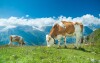 Užijte si parádní léto v Rakouských Alpách