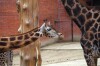 Liberecká ZOO je kousek