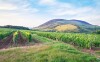 Oblast okolí Egeru je známá svými vinicemi a výborným vínem