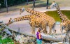 A Brnoi állatkertet érdemes meglátogatni