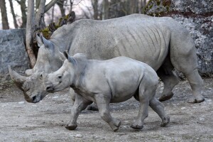 Zoologická zahrada Salzburg
