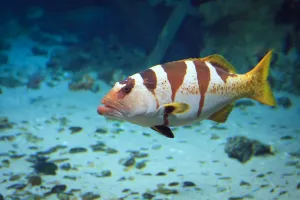 Podmorský svet Zakopané