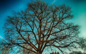 Sárvári Arborétum