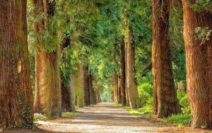 Kúpeľný park Długopole Zdrój