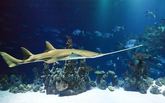 Tropicarium
