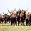 Byvolia rezervácia pri Balatone
