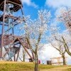 Mandloňové sady a rozhledna