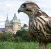 Vystúpenie sokoliarov Aquila