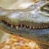 Krokodýlí zoo Protivín