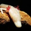 Vivarium Postojna állattani múzeum