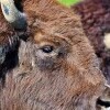 Zoopark a Africké muzeum Holčovice