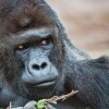 Zoo Praha