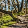 Národní park Bavorský les