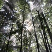 Mionsi erdő